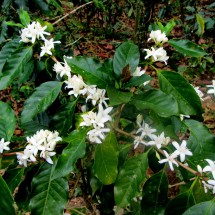 Flowers of the coffee plant