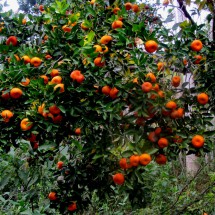 Fertile jungle around the waterfalls -&nbsp; Tree full of tangerines