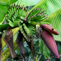 Bananas in the environment of Satipo