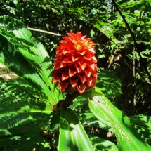 Flower on the way to the waterfalls of Unini