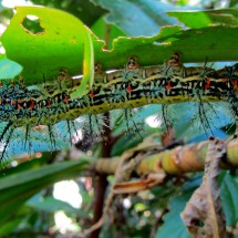 Huge caterpillar, approximately 10 cm long