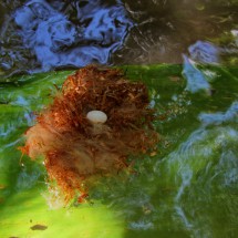 Swimming egg
