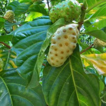 Fruits of the jungle of La Cabaña