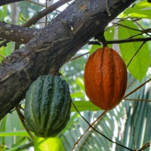 Two cocoa fruits