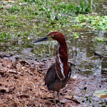 Rufescent Tiger-heron in the zoo of the Parque Natural Pucallpa