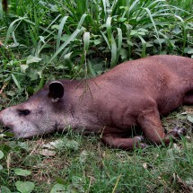 Lazy Tapir
