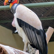 Condor of Amazonia