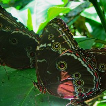Butterflies in the breeding area