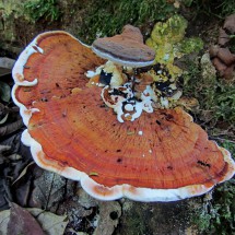 Fungi in Allpahuayo