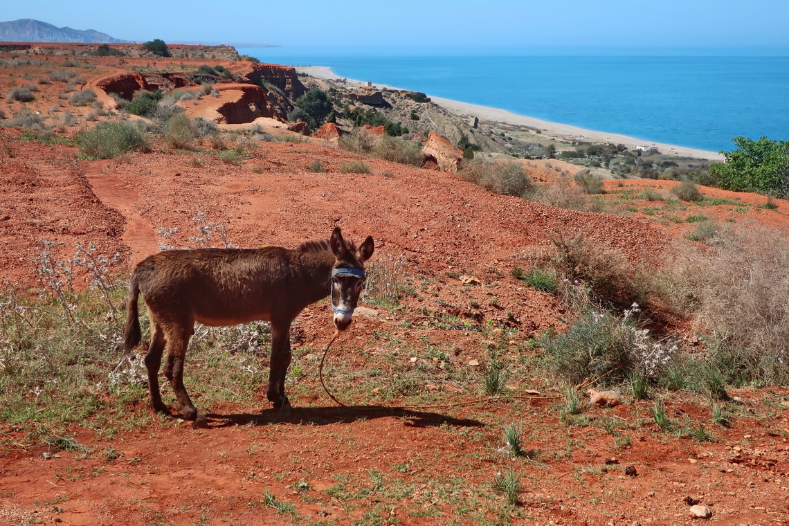 Donkey with Beach Sidi Moussa - north of Tazaghine