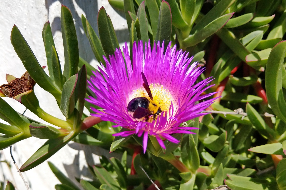 Bee in Al Hoceima