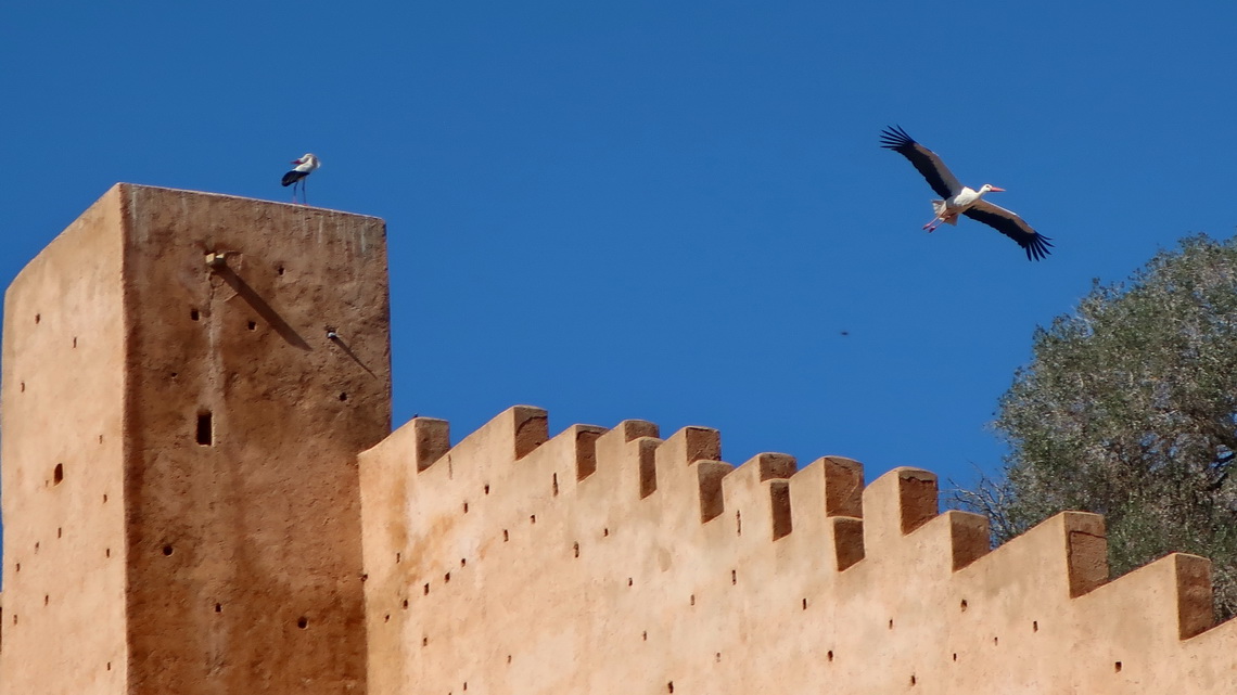 Storks on the wall of the Chellah