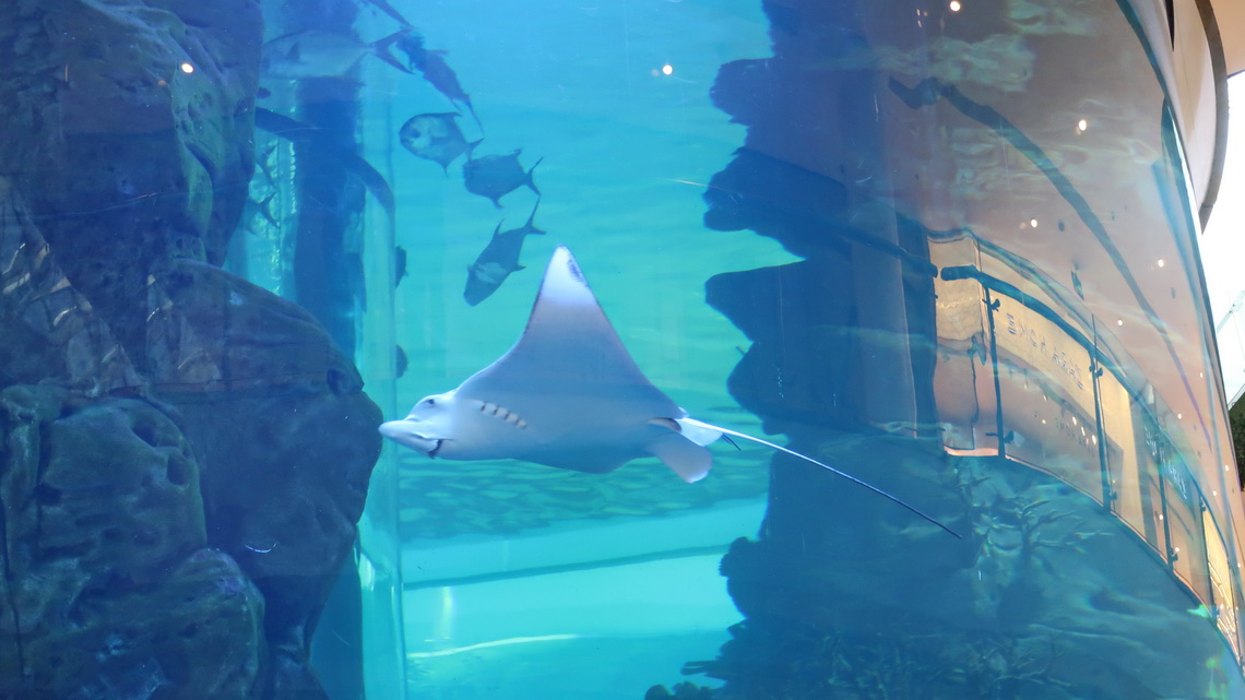 Huge ray (more than two meters wingspan) in the aquarium Aquadream in the Morocco Mall