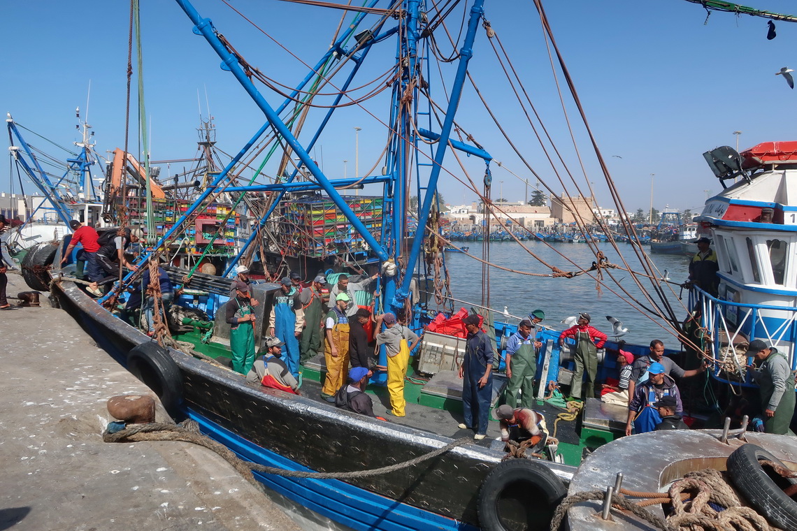 Big fishing fleet in the port of Essaouira