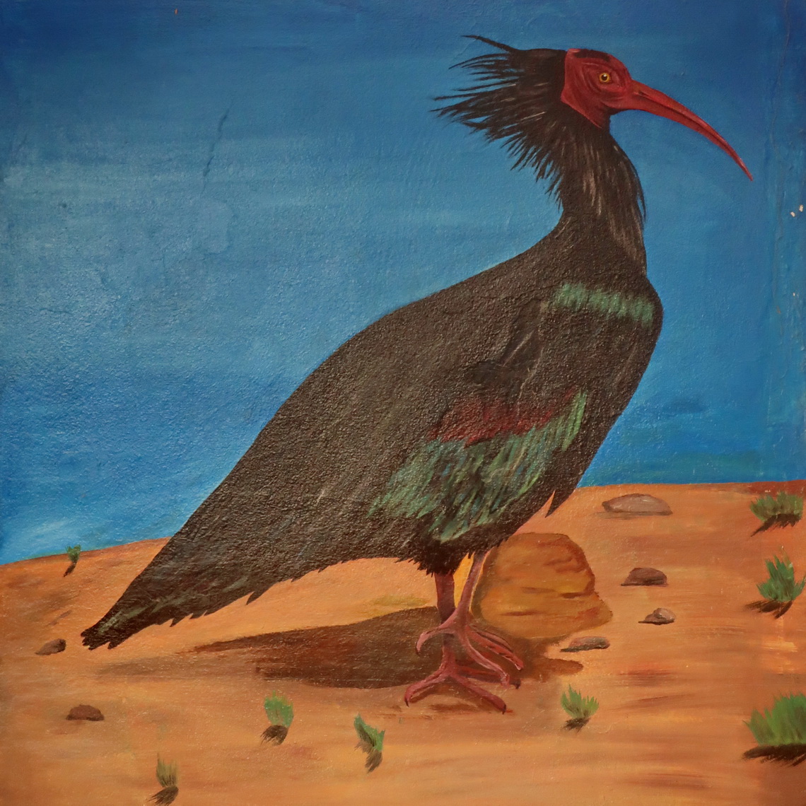 Painting of a Bald Ibis on the campground La Dune in Sidi Rabat