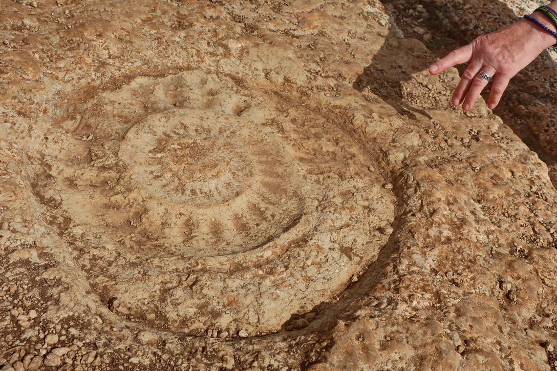 Huge ammonite on the orange trail (diameter approximately 50cm)