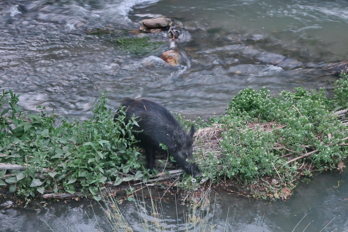 Wild Boar close to Granada