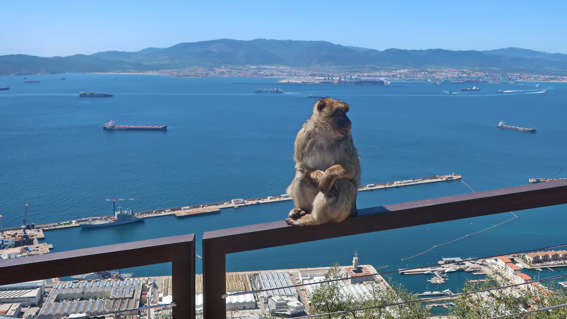 Monkey with the bay and city of Algeciras