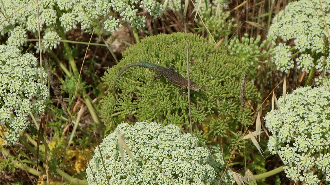 Lizard on wild carrot on the way to the 353 meters high mountain Puig des Far Vell