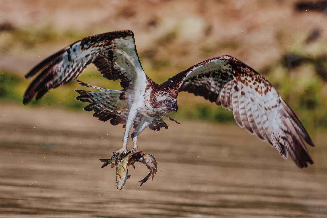 Osprey - picture from Txema Garcia Laseca - 1st price of the exhibition in front of the church Mare de Déu Del Roser in Pollenca