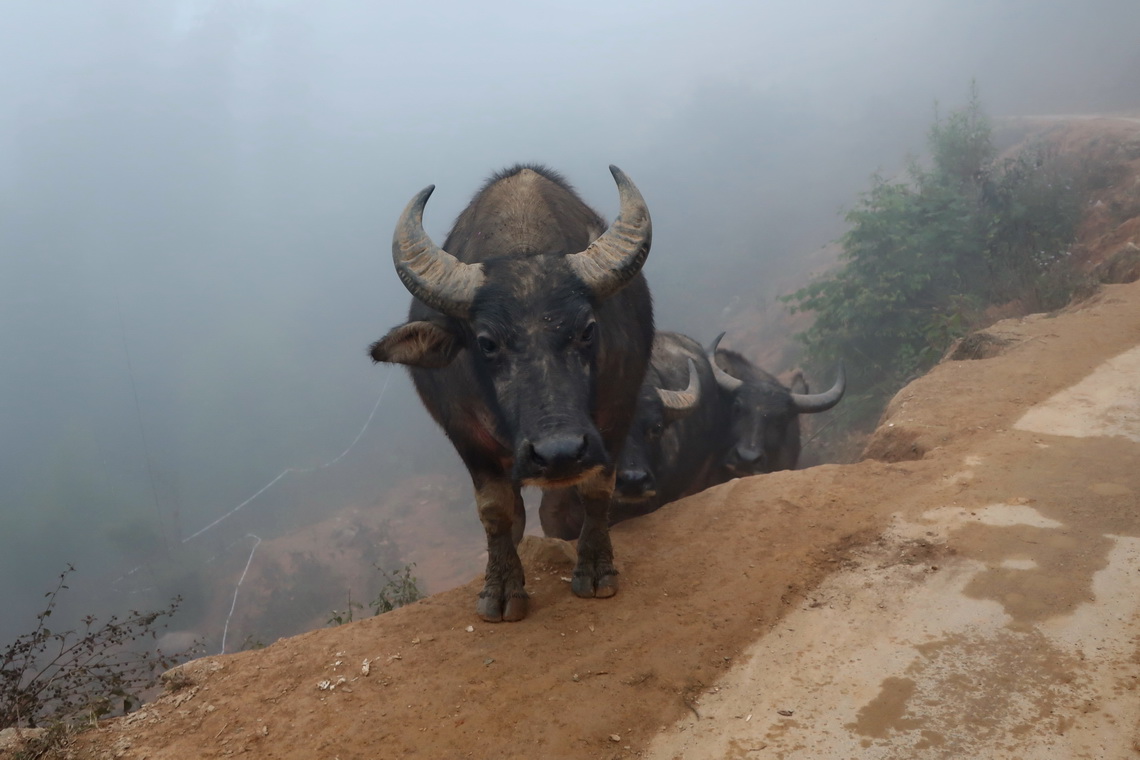 Buffalos of Sapa