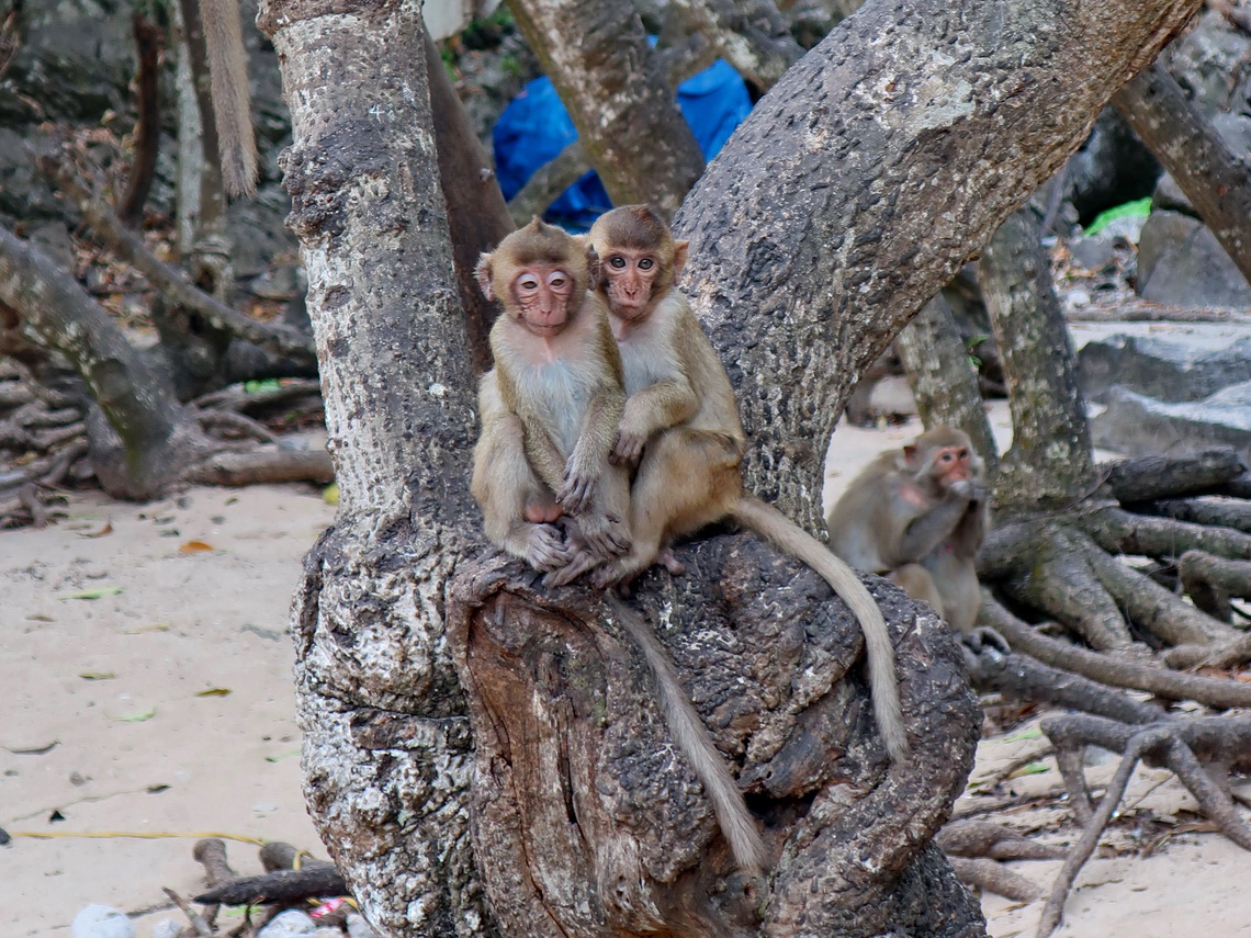 Monkeys on Monkey Island