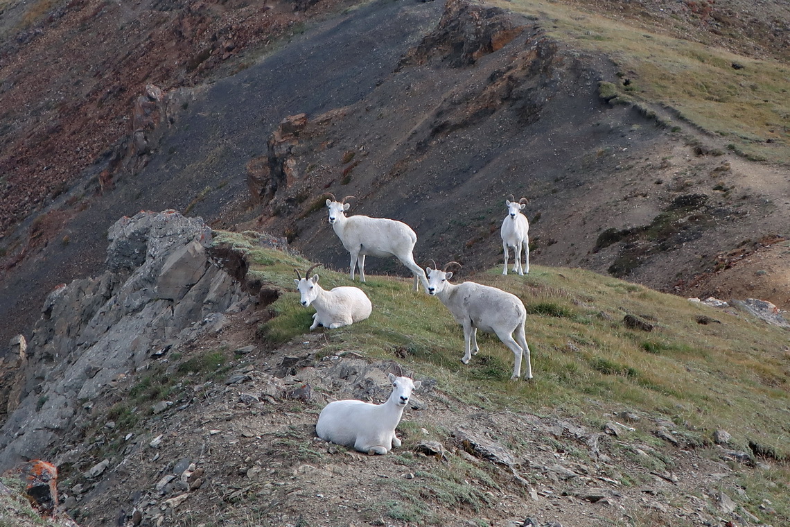 Dall Sheep on Sheep Mountains