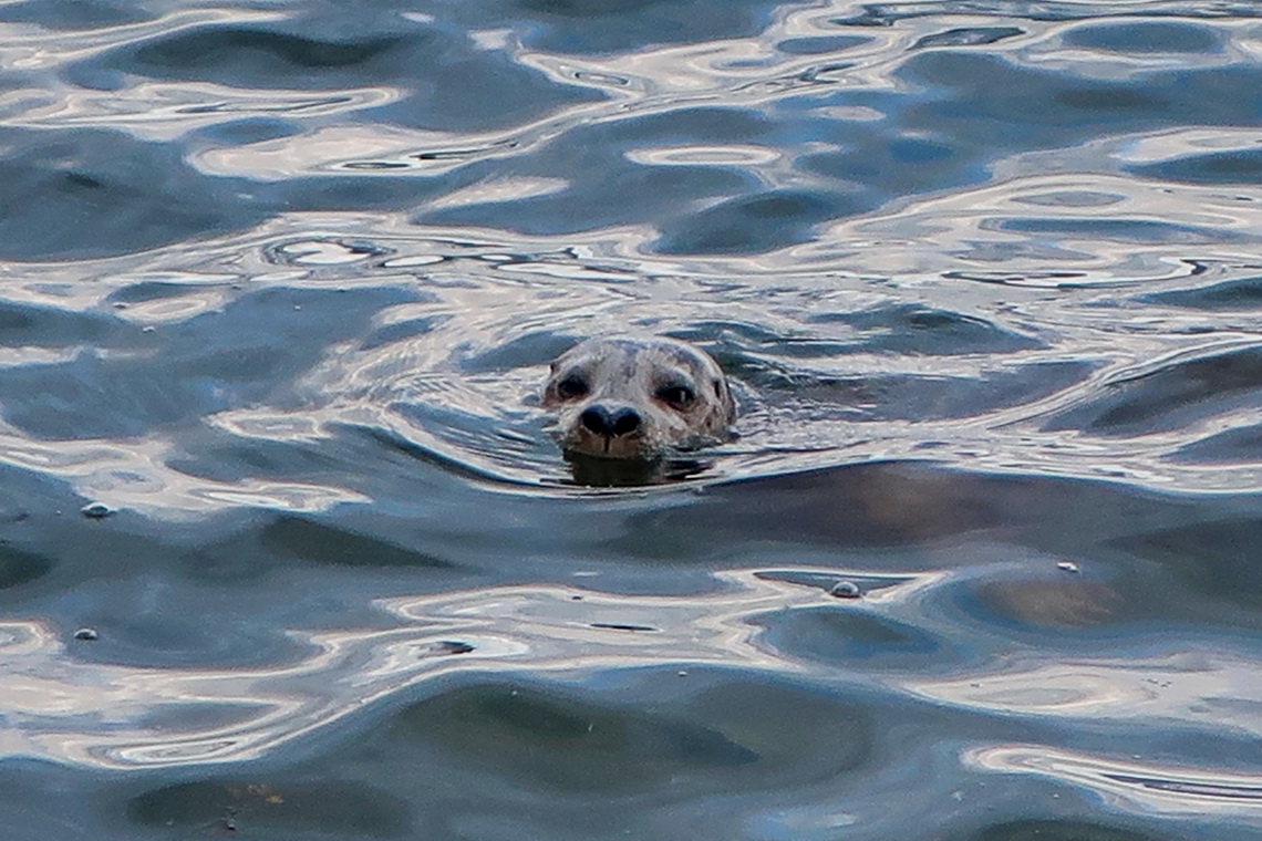 Curious Seal in the harbor of Nanaimo
