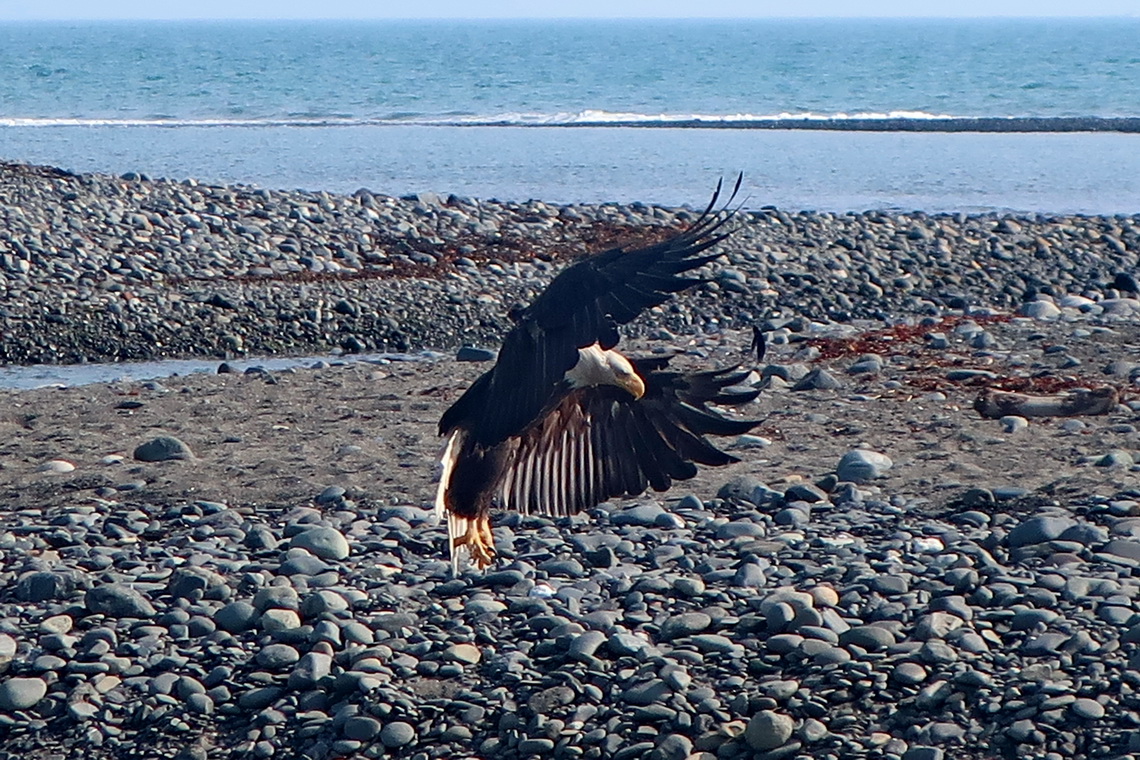 Landing Bald Eagle on Bishop's Beach
