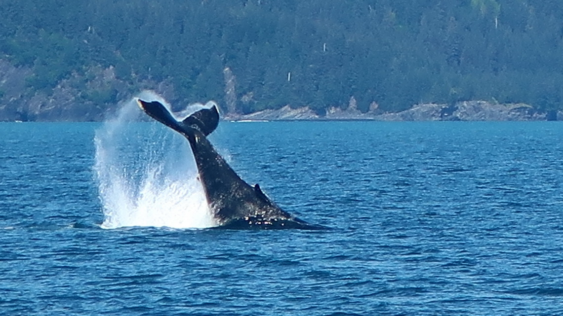 Fin of a jumping Humpback Whale