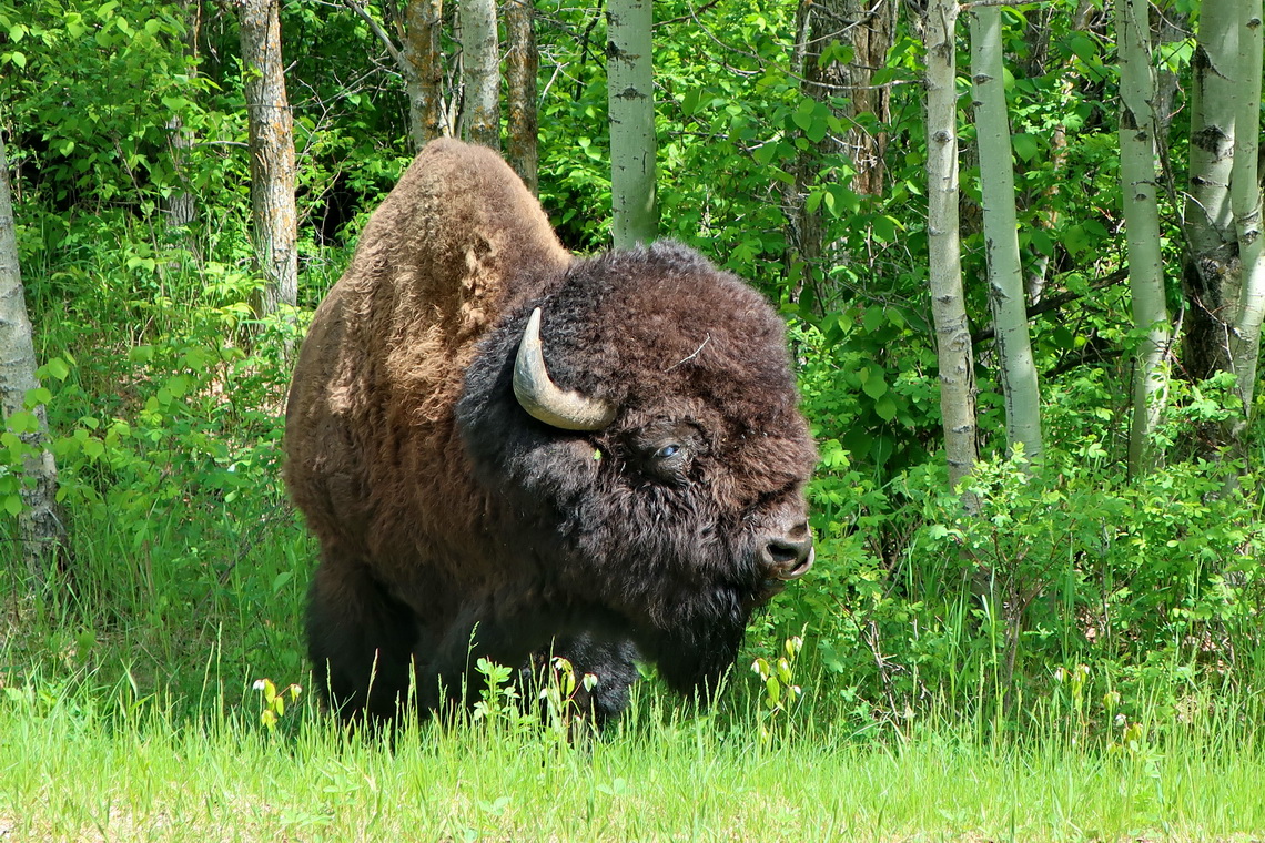 Plains Bison in Elk Island National Park