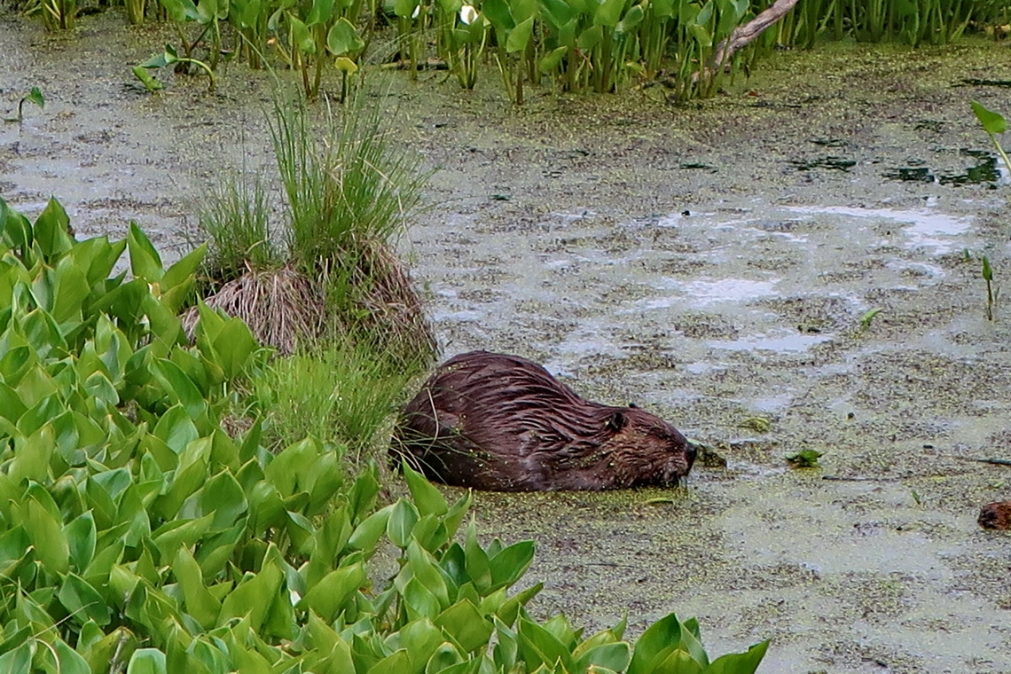 Beaver seen on Lakeview Trail