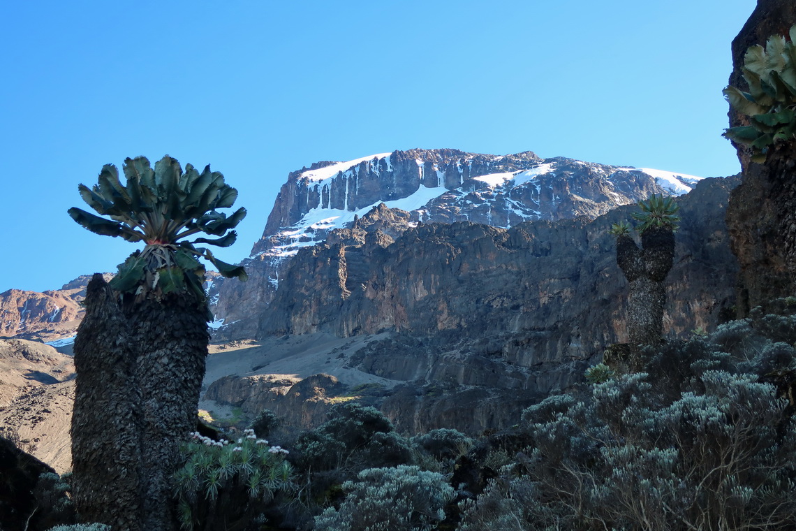 Kilimanjaro with a a Giant Groundsel close to Baranco Camp