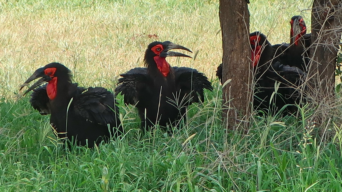 Southern Ground Hornbills