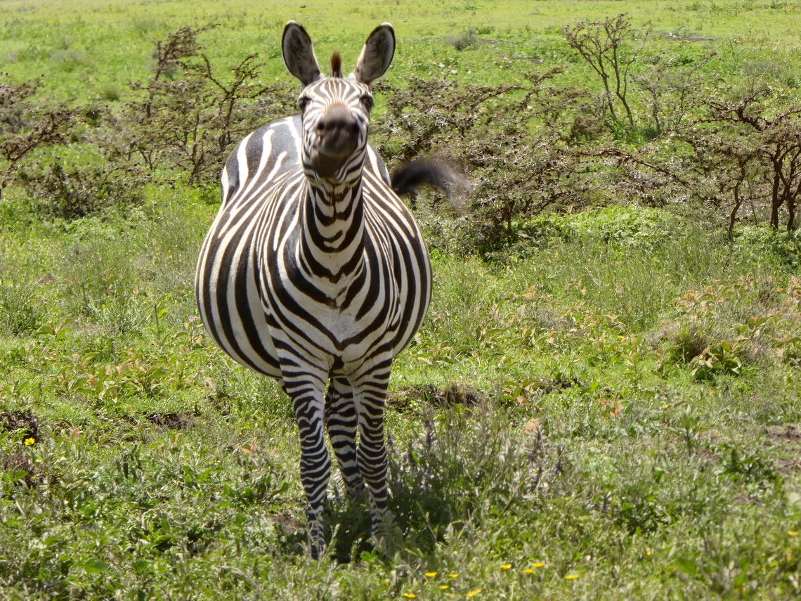 Curious Zebra on way to Serengeti
