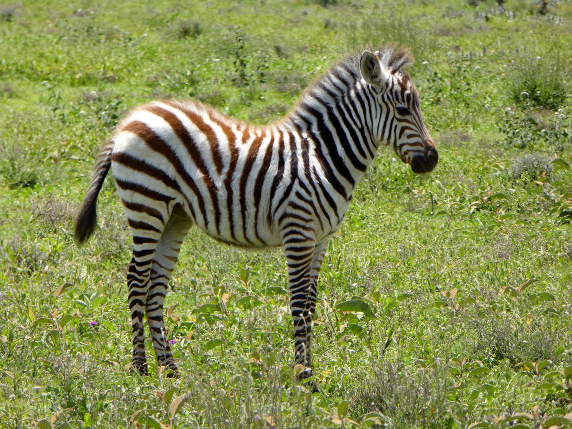 Little Zebra