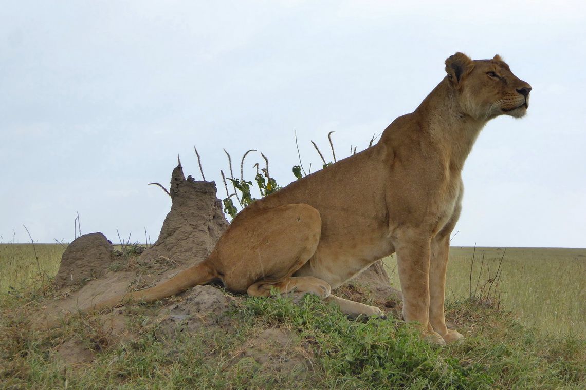 Alert Lioness