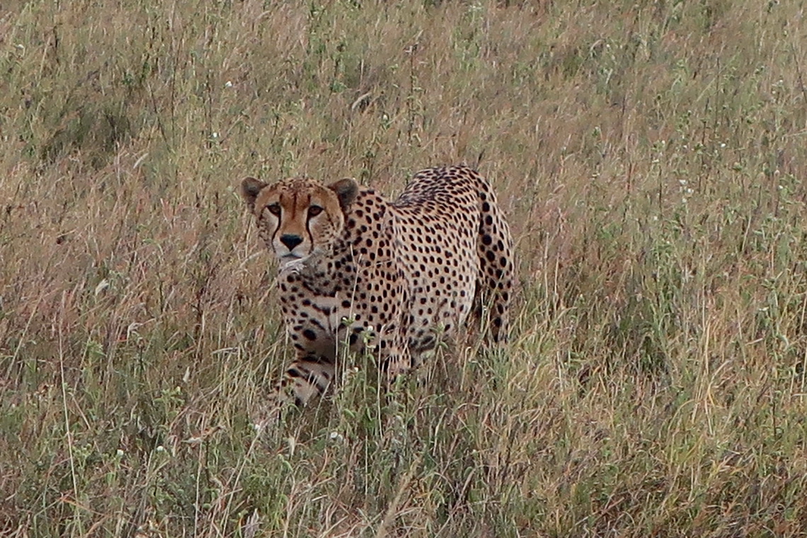 Strolling Cheetah