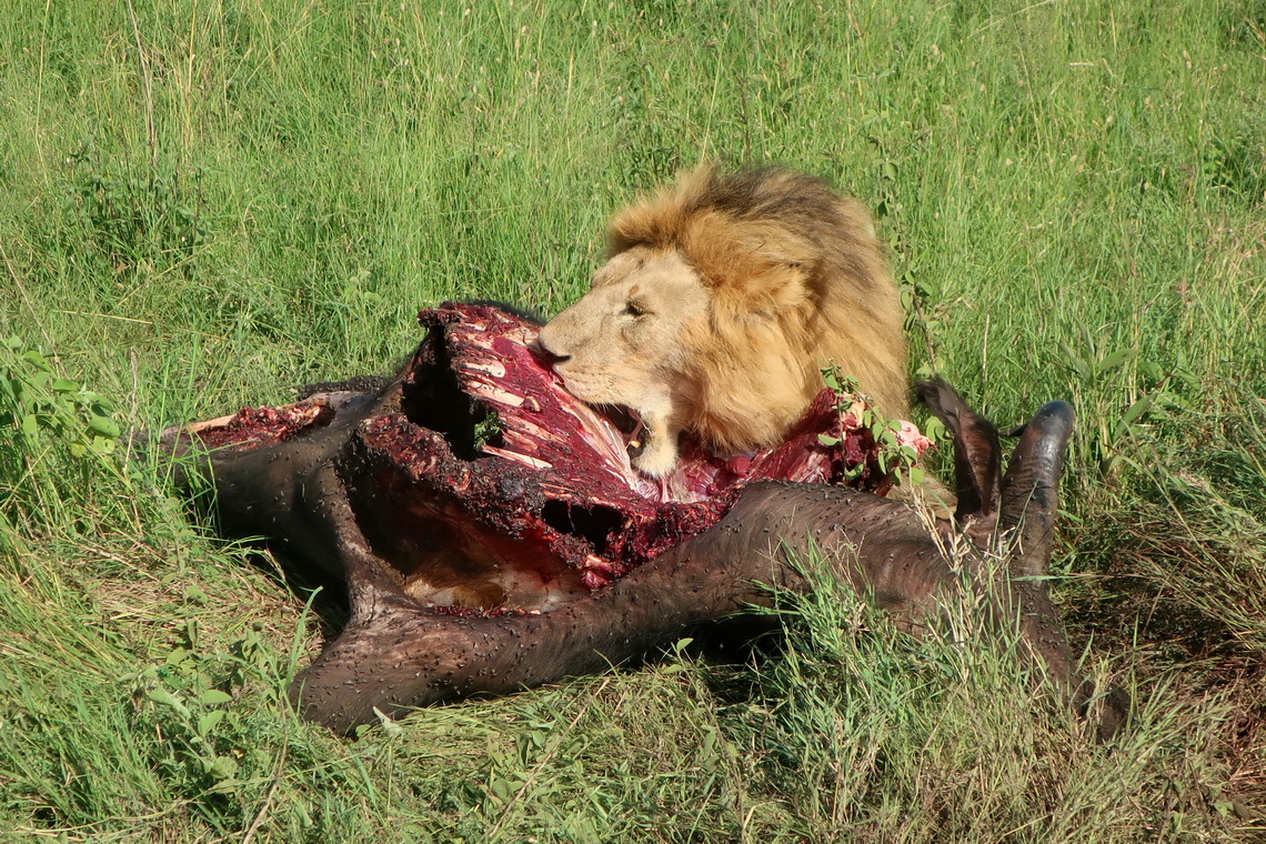 Lion taking breakfast  - a Buffalo