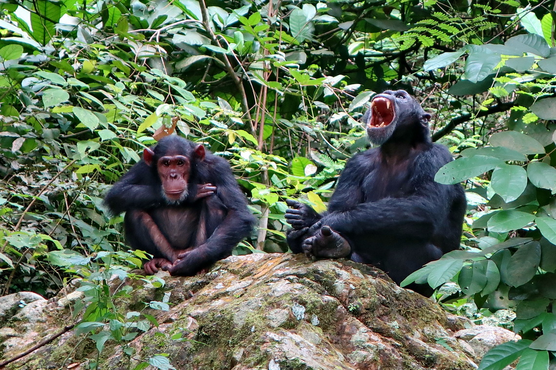 Chimps in the Gombe National on shore of Lake Tanganyika