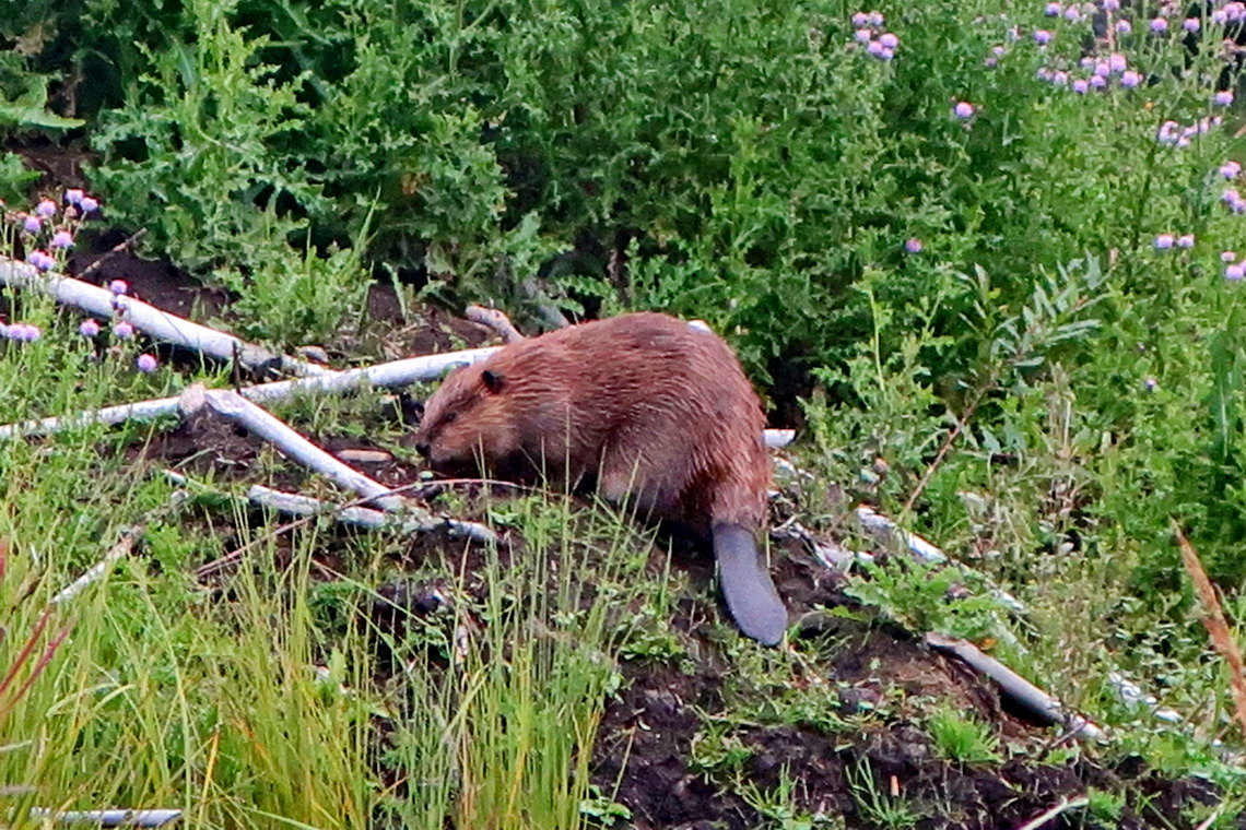 Beaver, which is one of the official symbol of Canada