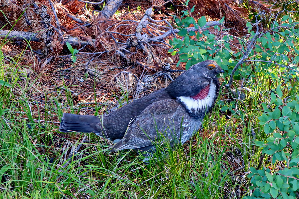 Colorful Grouse