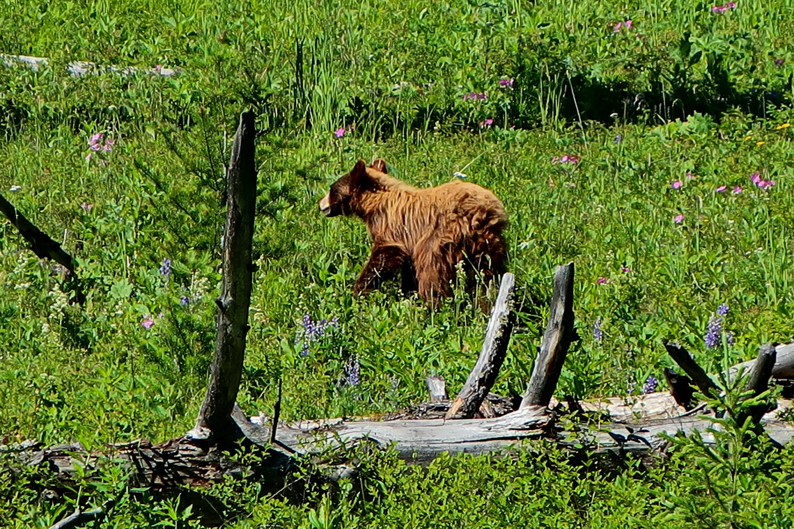 Little Black Bear on the street through the Blacktail Deer Basin
