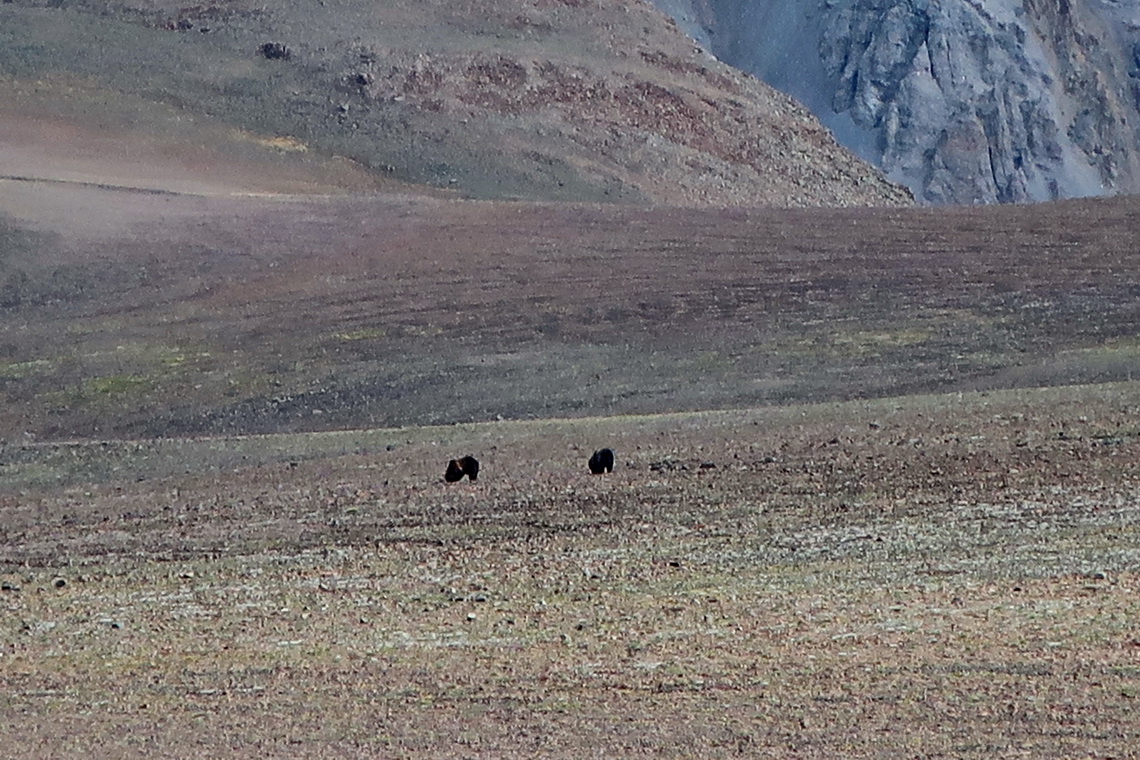 Two of the six Grizzlies on the meadow