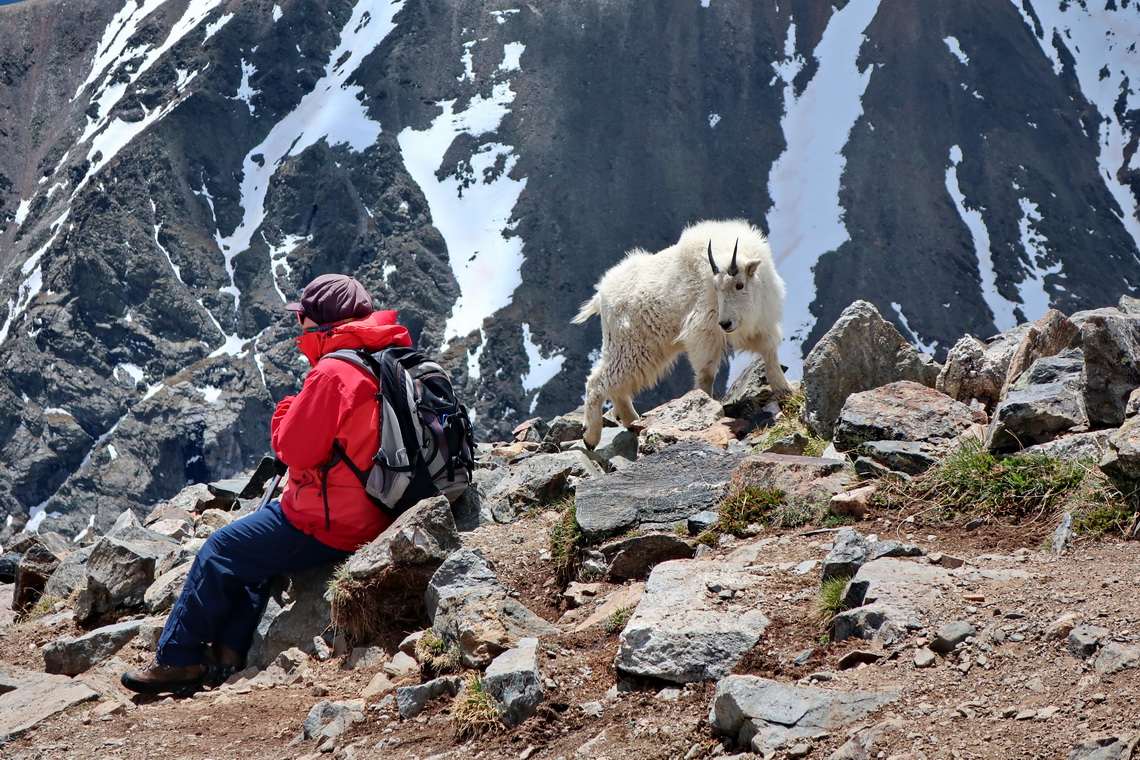Very bold these Mountain Goats!