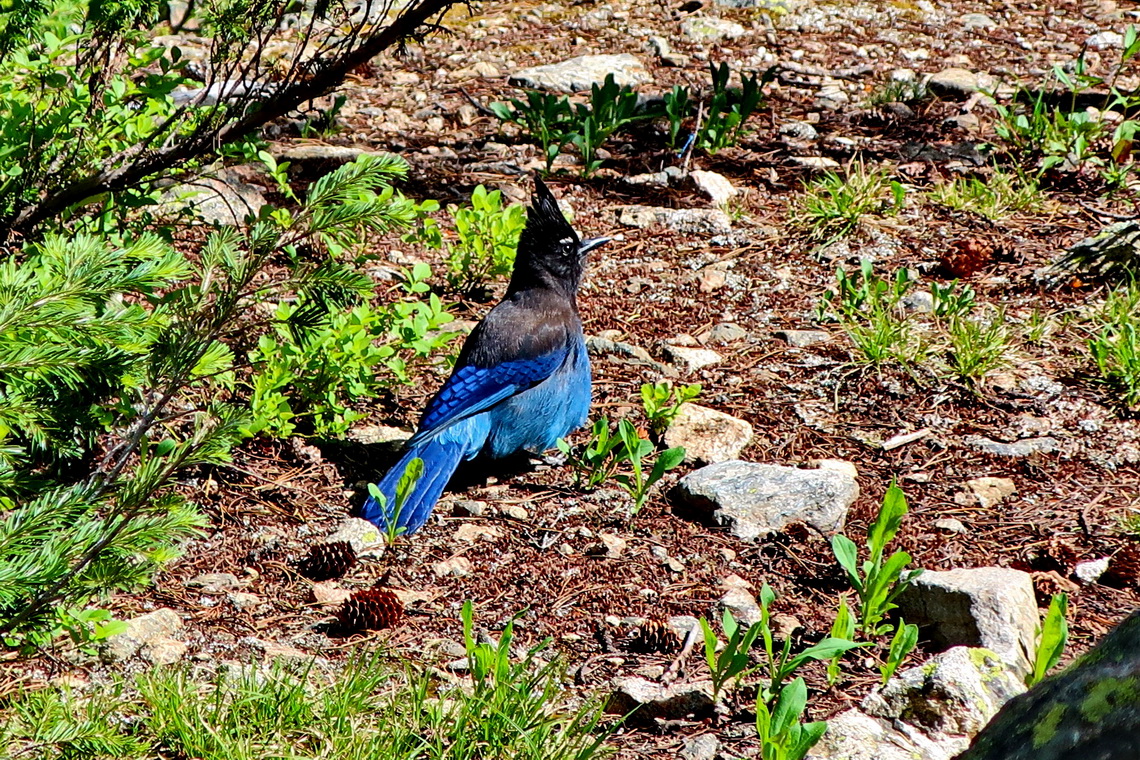 Blue-black bird on the side trail between Dream and Nymph Lakes