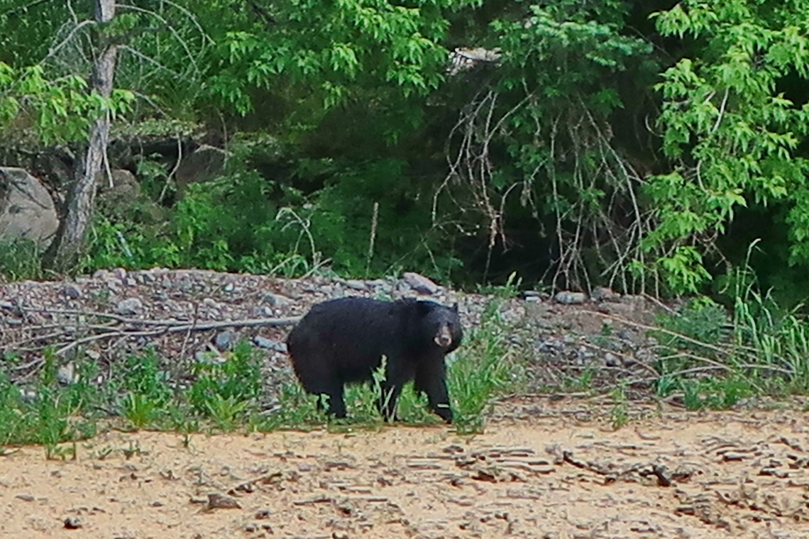 Our first Black Bear seen in wilderness from the street between Estes Park and Loveland