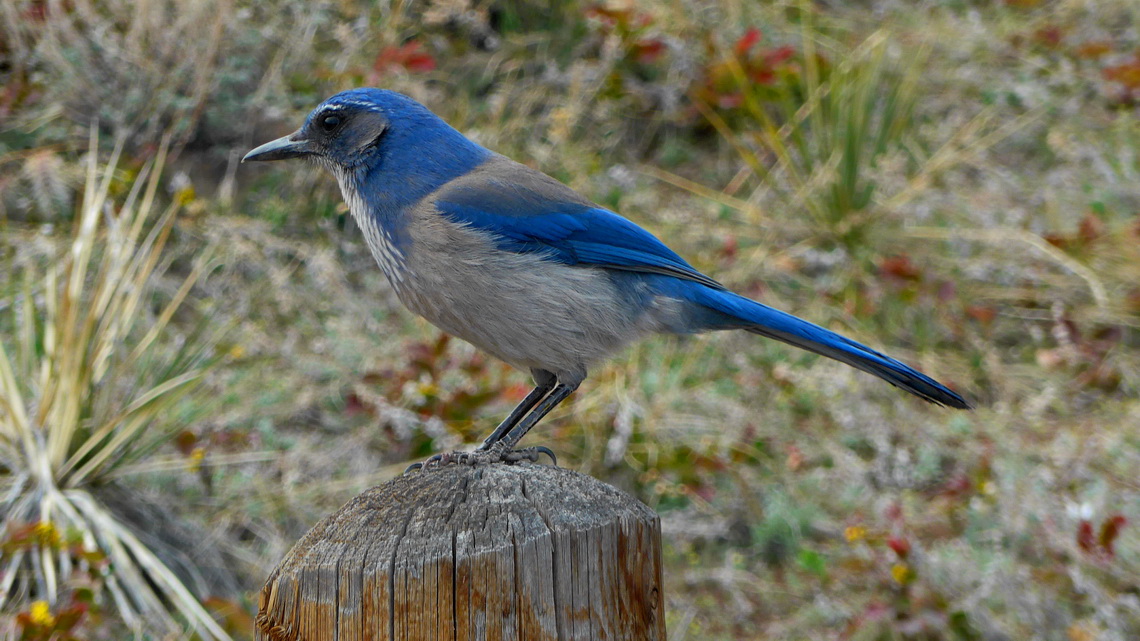Woodhouse Scrub Jay on the Red Rocks Trail
