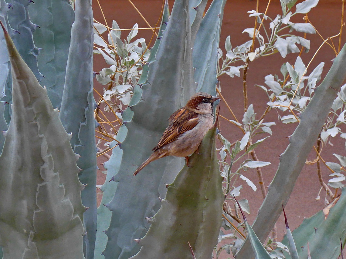 Little bird in a huge agave
