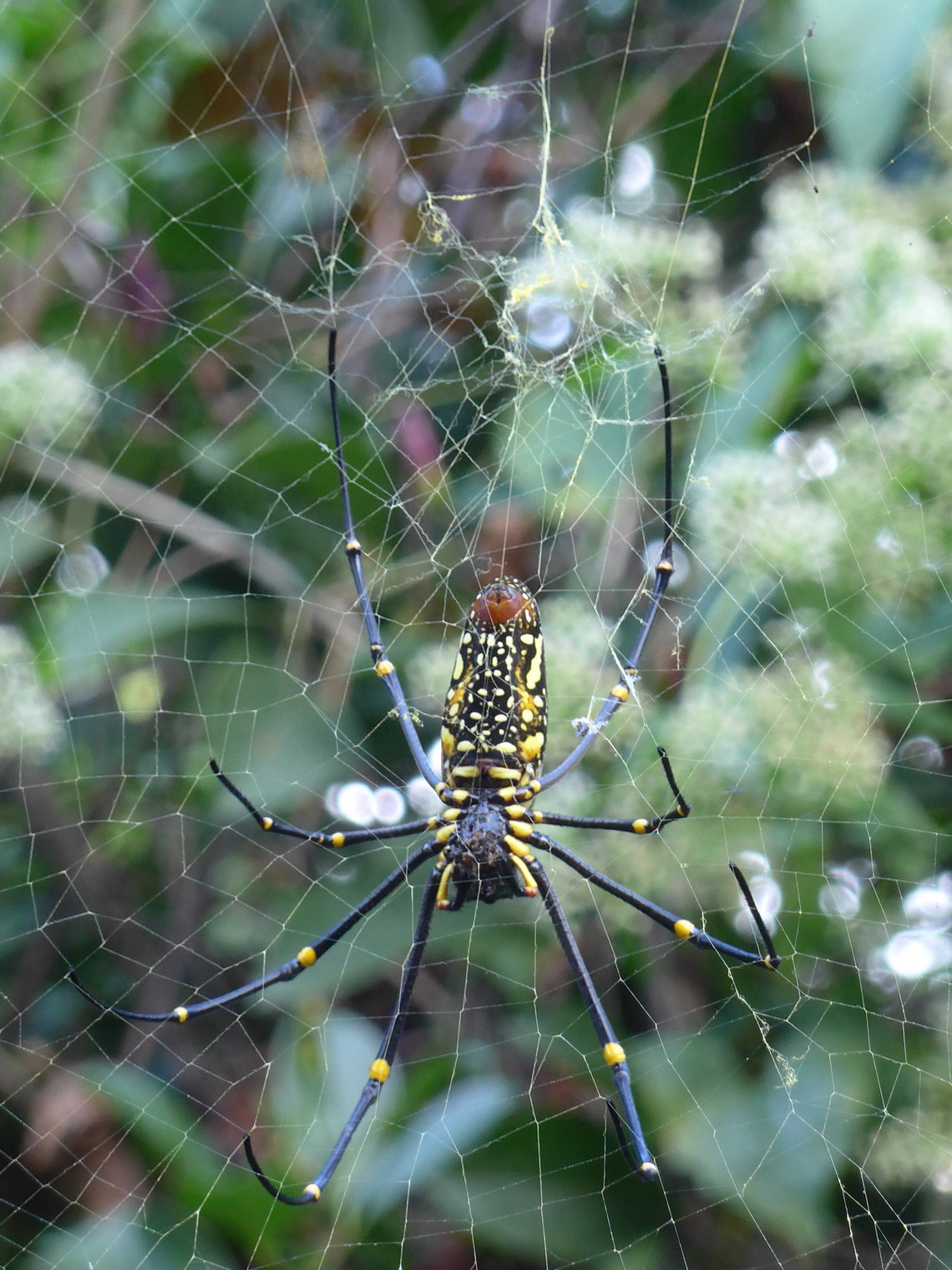 Huge Spider in Chiang Dao